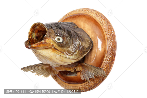 鰱魚