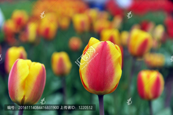 紅黃色郁金香