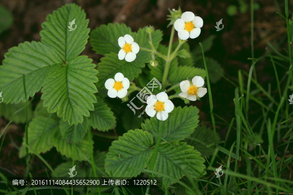草莓