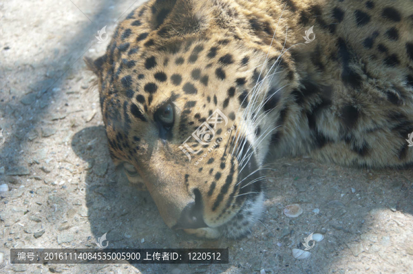獵豹