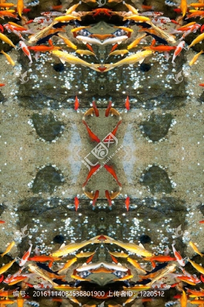 魚6