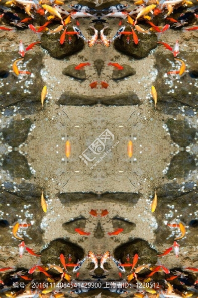 魚(yú)11