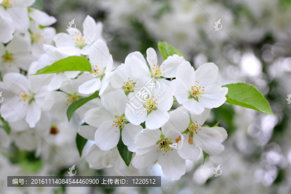蘋果樹分枝