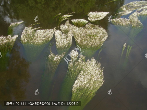 水毛莨