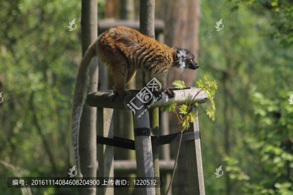 狐猴的猴子