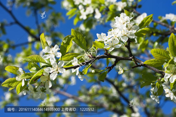 梅花