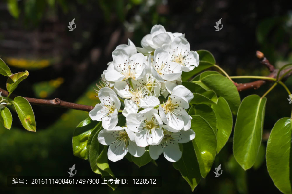 梨花