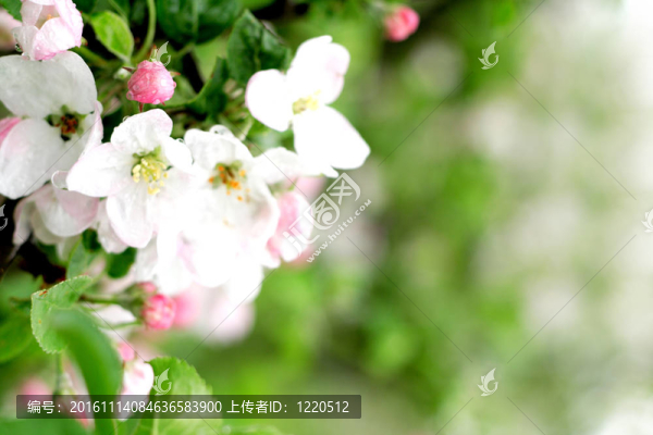 白色的春天的花朵