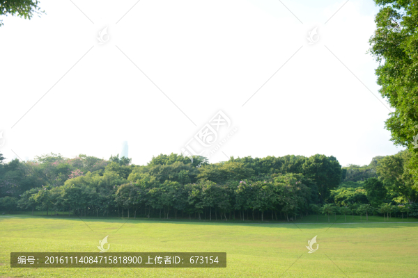 陽光草地