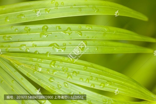 清新熱帶棕櫚雨后的背景