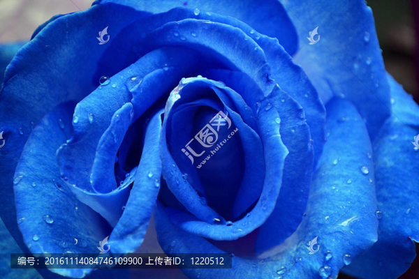 藍(lán)玫瑰