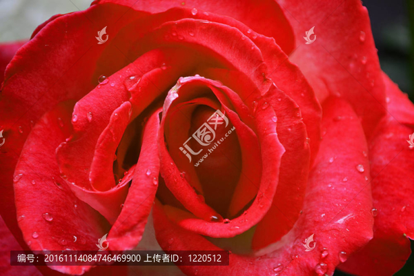 紅玫瑰