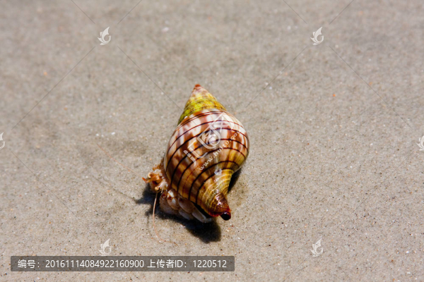 海灘上的螃蟹