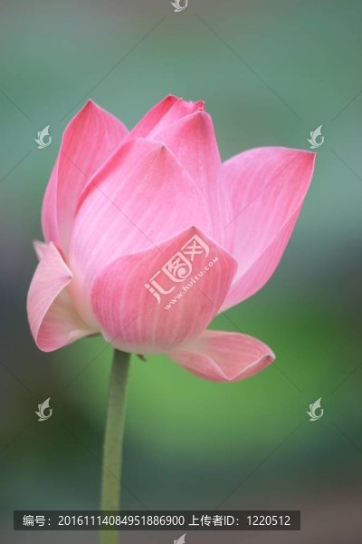 泰國紫蓮。