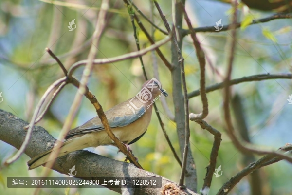 斑鳩