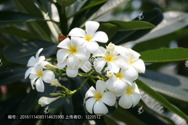 泰國的雞蛋花。