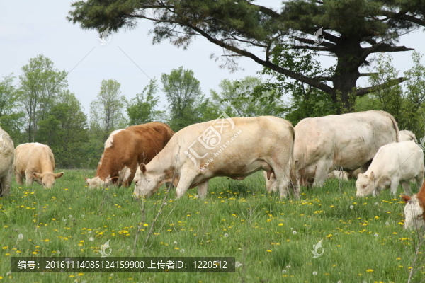 奶牛（混合）