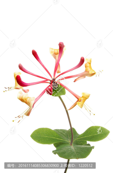 金銀花