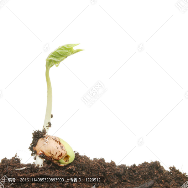 豆苗