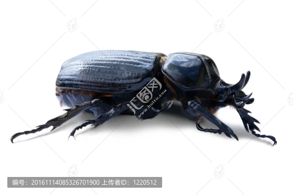 三角龍的甲蟲(chóng)在白