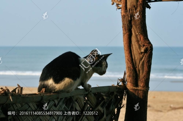 在大海前面的貓