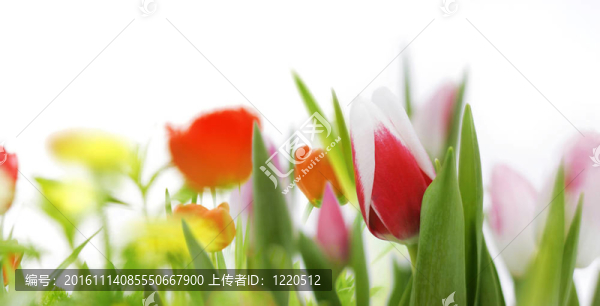 春天的花朵