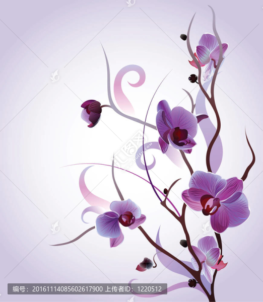 溫柔的蘭花分會(huì)