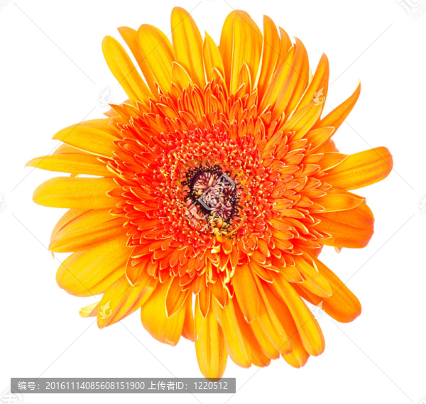 花非洲菊