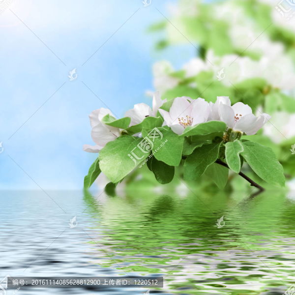 美麗的桃花倒映在水中