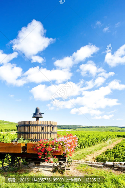 Cote,de,Beaune,Pommard附近的葡萄園；勃艮第產(chǎn)區(qū)；法國