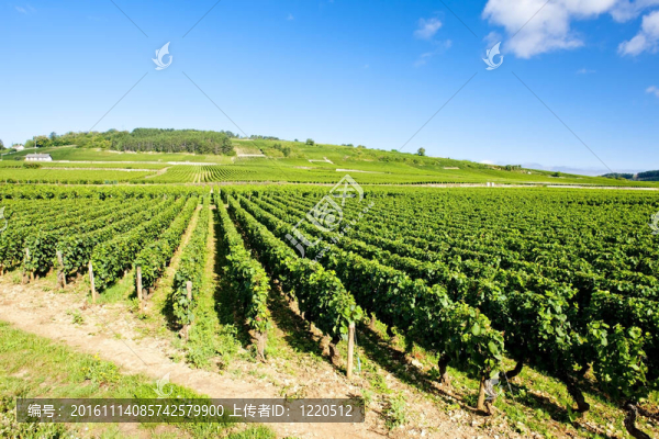 Cote,de,Beaune,Pommard附近的葡萄園；勃艮第產(chǎn)區(qū)；法國(guó)
