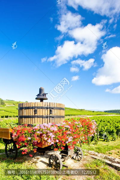 Cote,de,Beaune,Pommard附近的葡萄園；勃艮第產(chǎn)區(qū)；法國