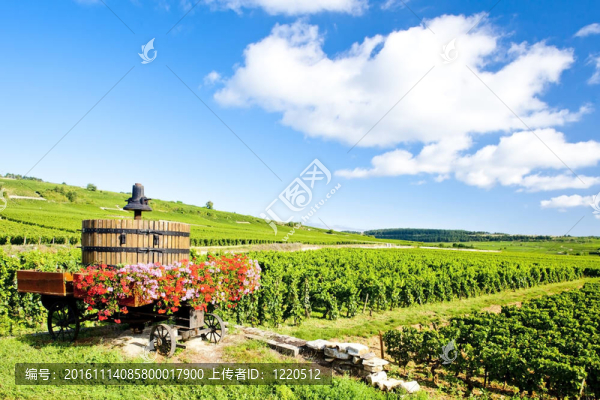 Cote,de,Beaune,Pommard附近的葡萄園；勃艮第產(chǎn)區(qū)；法國