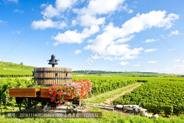 Cote,de,Beaune,Pommard附近的葡萄園；勃艮第產(chǎn)區(qū)；法國
