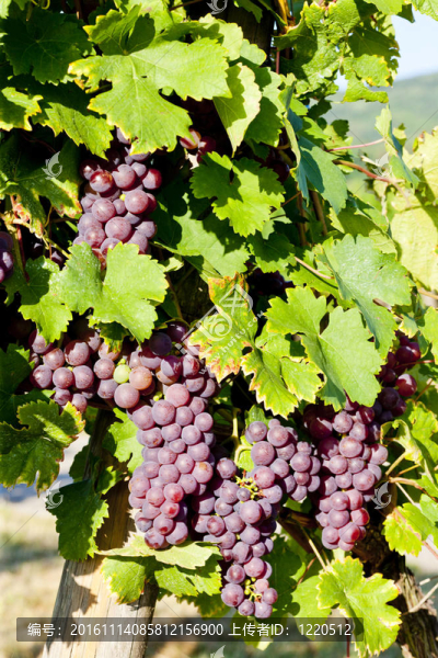 葡萄在葡萄園（完整）；阿爾薩斯；法國(guó)