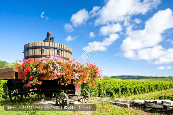 Cote,de,Beaune,Pommard附近的葡萄園；勃艮第產(chǎn)區(qū)；法國(guó)