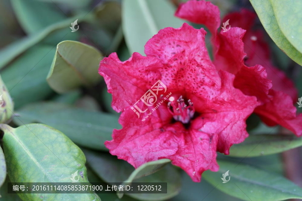 杜鵑花