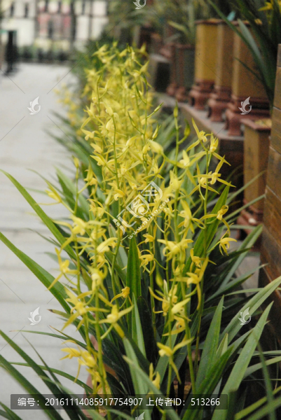 蘭花黃色