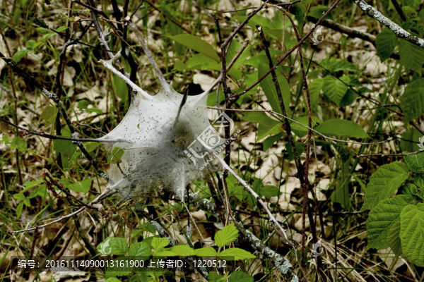 東部帳篷卡特彼勒巢