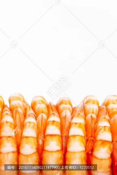 生蝦的生活