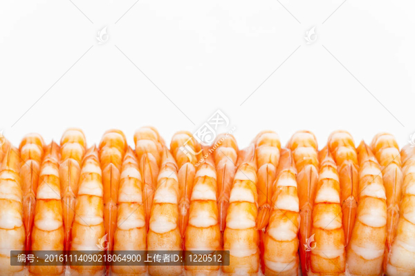 生蝦的生活