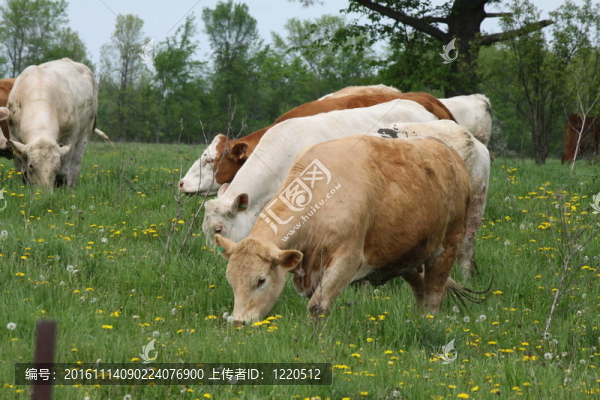 奶牛（混合）