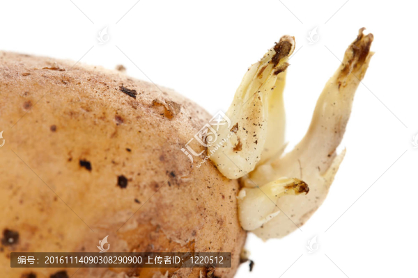 馬鈴薯芽