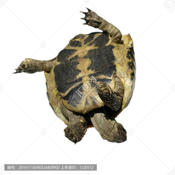 赫爾曼的龜龜分離