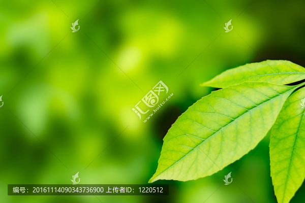 美麗的鮮葉