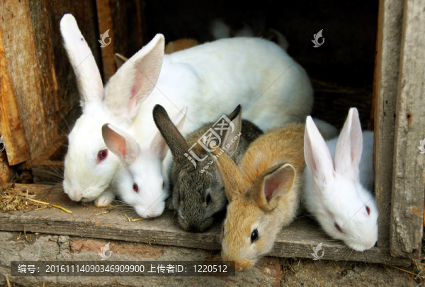 Bunny,Rabbits的家人