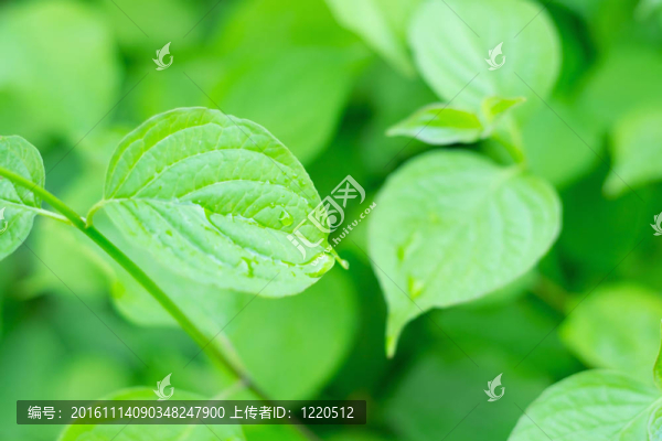 美麗的新鮮樹葉與水滴