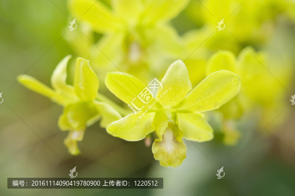選擇美麗的蘭花