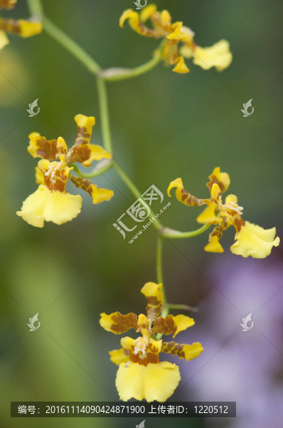 選擇美麗的蘭花