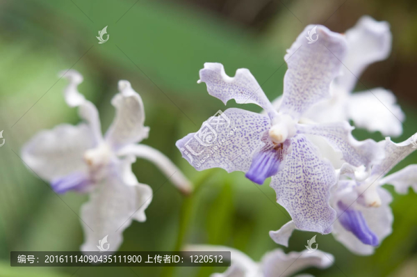選擇美麗的蘭花